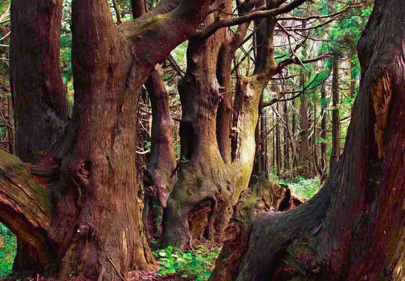Fantasy Forest destination