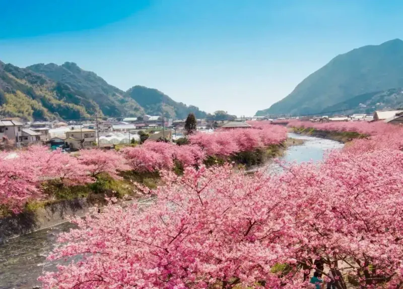 Kawazu Sakura Namiki destination