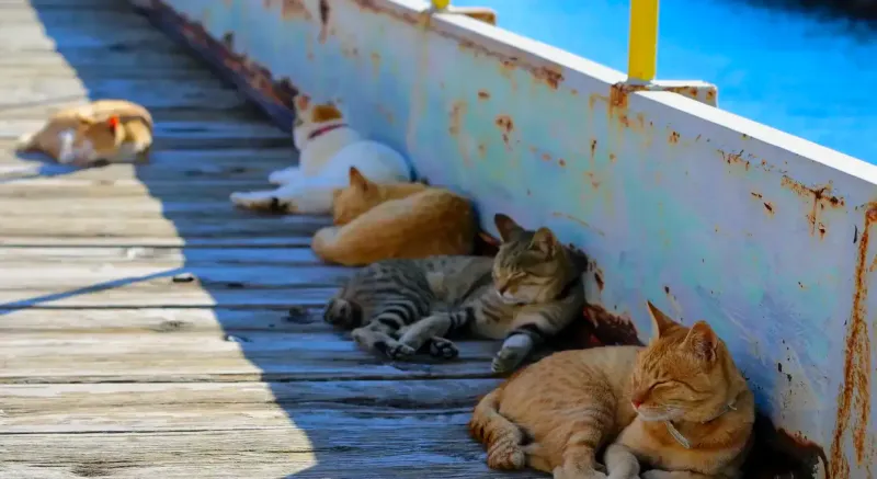 Tashiro Island destination